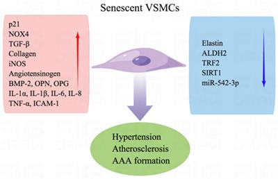 Exercise protects vascular function by countering senescent cells in older adults